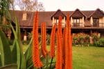 winter aloes